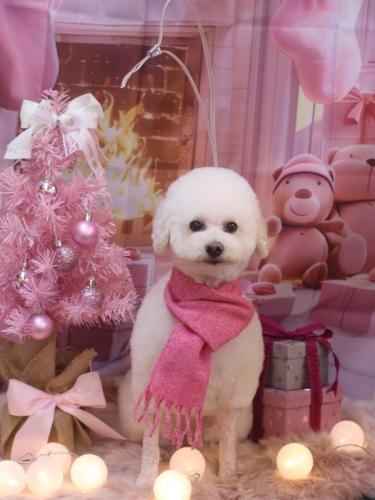 20241201MAPLEちゃん